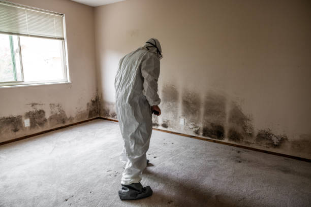 Certified Mold Removal in Flying Hills, PA